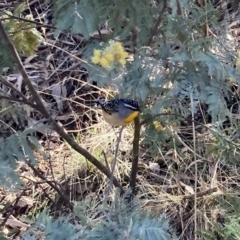 Pardalotus punctatus (Spotted Pardalote) at Deakin, ACT - 3 Sep 2023 by KL