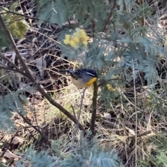 Pardalotus punctatus (Spotted Pardalote) at Red Hill Nature Reserve - 3 Sep 2023 by KL