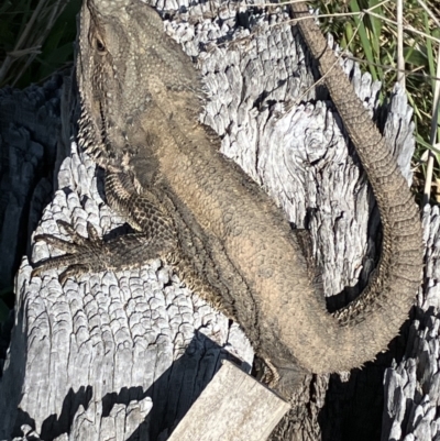 Pogona barbata (Eastern Bearded Dragon) at GG102 - 3 Sep 2023 by KL