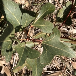 Brachychiton populneus subsp. populneus at Deakin, ACT - 3 Sep 2023 01:15 PM