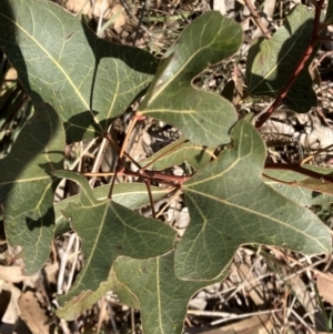 Brachychiton populneus subsp. populneus at Deakin, ACT - 3 Sep 2023
