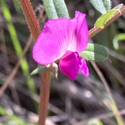 Vicia sativa (Common Vetch) at Red Hill Nature Reserve - 3 Sep 2023 by KL