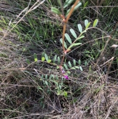 Vicia sativa at Red Hill, ACT - 3 Sep 2023 12:57 PM