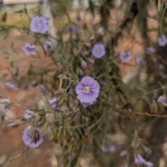Unverified Climber or Mistletoe at Leinster, WA - 3 Sep 2023 by HelenCross