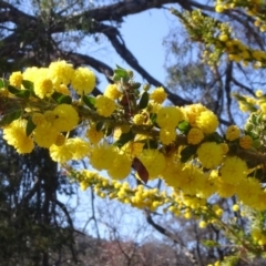 Acacia paradoxa (Kangaroo Thorn) at Mount Ainslie - 2 Sep 2023 by JanetRussell