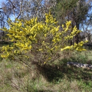 Acacia paradoxa at Campbell, ACT - 2 Sep 2023