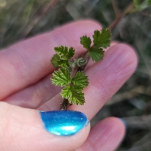 Rubus parvifolius at Captains Flat, NSW - 3 Sep 2023