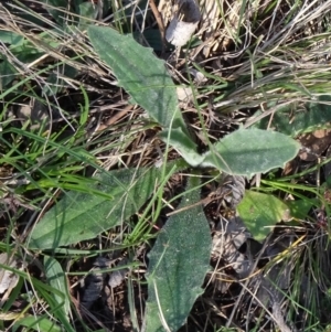 Plantago varia at Campbell, ACT - 2 Sep 2023