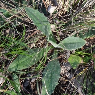 Plantago varia (Native Plaintain) at Mount Ainslie - 2 Sep 2023 by JanetRussell