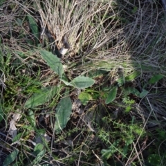 Plantago varia at Campbell, ACT - 2 Sep 2023