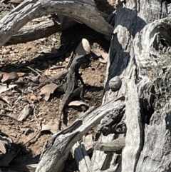 Pogona barbata at Googong, NSW - 3 Sep 2023 by Mavis