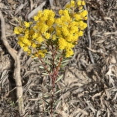 Acacia buxifolia subsp. buxifolia (Box-leaf Wattle) at Bruce Ridge to Gossan Hill - 19 Aug 2023 by lyndallh