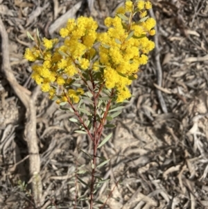 Acacia buxifolia subsp. buxifolia at Bruce, ACT - 19 Aug 2023