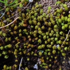 Didymodon torquatus at Mount Ainslie - 2 Sep 2023 by JanetRussell