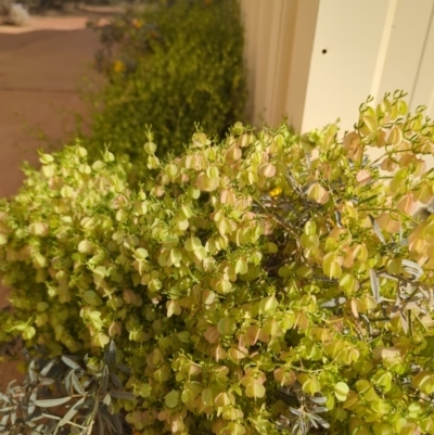 Roepera eremaea (Climbing Twinleaf) at Leinster, WA - 3 Sep 2023 by HelenCross