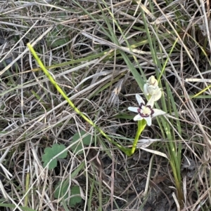 Wurmbea dioica subsp. dioica at Aranda, ACT - 3 Sep 2023 04:30 PM