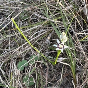Wurmbea dioica subsp. dioica at Belconnen, ACT - 3 Sep 2023
