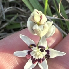 Wurmbea dioica subsp. dioica at Aranda, ACT - 3 Sep 2023 04:30 PM