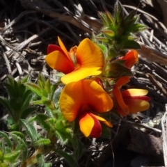 Pultenaea procumbens (Bush Pea) at O'Connor, ACT - 18 Oct 2020 by JanetRussell