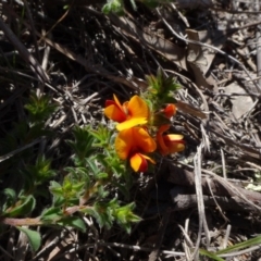 Pultenaea procumbens at O'Connor, ACT - 18 Oct 2020 02:01 PM