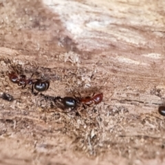 Papyrius sp. (genus) (A Coconut Ant) at Mount Mugga Mugga - 3 Sep 2023 by Mike