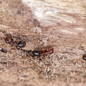 Papyrius sp. (genus) at O'Malley, ACT - suppressed