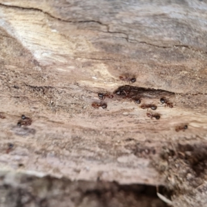 Papyrius sp. (genus) at O'Malley, ACT - suppressed