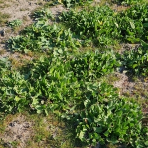 Echium plantagineum at O'Malley, ACT - 3 Sep 2023 03:04 PM