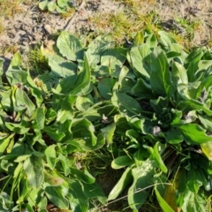 Echium plantagineum at O'Malley, ACT - 3 Sep 2023
