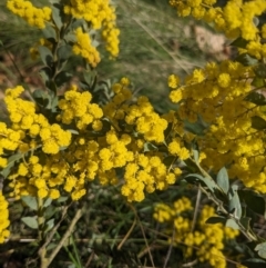 Acacia vestita (Hairy Wattle) at Hackett, ACT - 19 Aug 2023 by WalterEgo