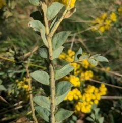 Acacia vestita at Hackett, ACT - 19 Aug 2023