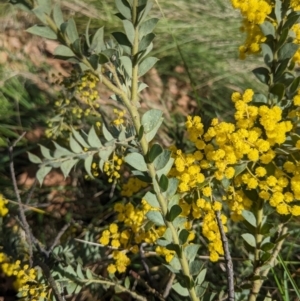 Acacia vestita at Hackett, ACT - 19 Aug 2023