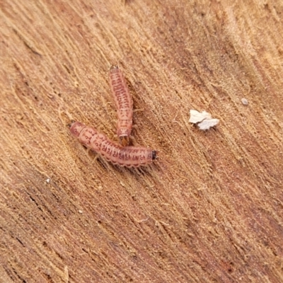 Unidentified Insect at Jarramlee-West MacGregor Grasslands - 3 Sep 2023 by trevorpreston