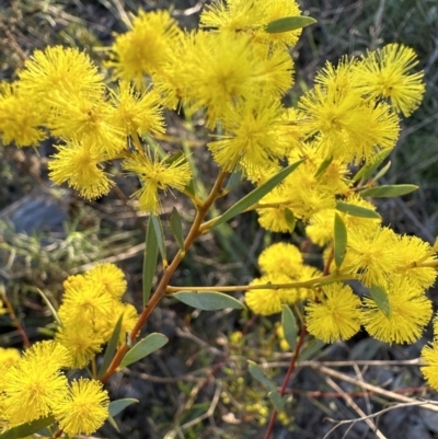 Acacia buxifolia subsp. buxifolia (Box-leaf Wattle) at Point 4522 - 3 Sep 2023 by lbradley