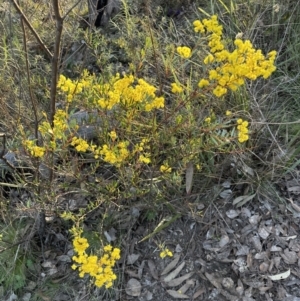 Acacia buxifolia subsp. buxifolia at Belconnen, ACT - 3 Sep 2023
