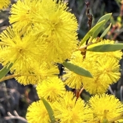 Acacia buxifolia subsp. buxifolia at Aranda, ACT - 3 Sep 2023