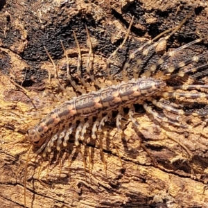 Scutigeridae (family) at Belconnen, ACT - 3 Sep 2023 03:41 PM