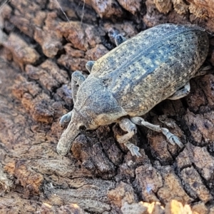 Larinus latus at Belconnen, ACT - 3 Sep 2023