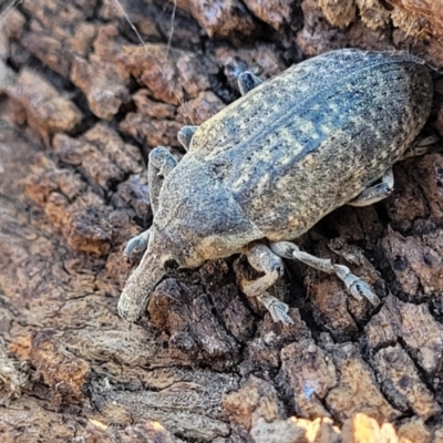 Larinus latus (Onopordum seed weevil) at Jarramlee-West MacGregor Grasslands - 3 Sep 2023 by trevorpreston