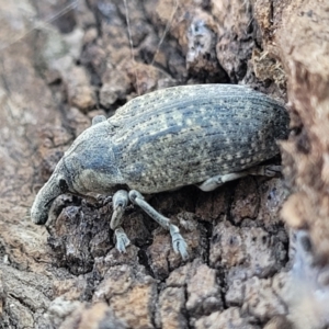 Larinus latus at Belconnen, ACT - 3 Sep 2023