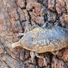 Larinus latus at Belconnen, ACT - 3 Sep 2023