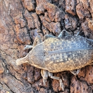 Larinus latus at Belconnen, ACT - 3 Sep 2023 03:40 PM