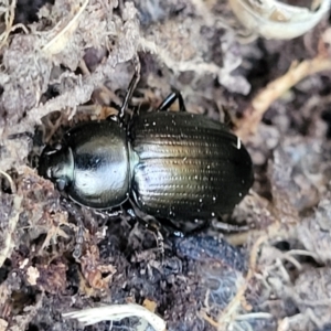 Adelium brevicorne at Jarramlee-West MacGregor Grasslands - 3 Sep 2023 03:31 PM