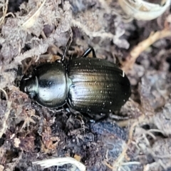 Unidentified Darkling beetle (Tenebrionidae) at Belconnen, ACT - 3 Sep 2023 by trevorpreston