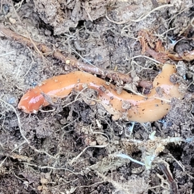 Australoplana alba (A flatworm) at Belconnen, ACT - 3 Sep 2023 by trevorpreston