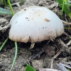 Unidentified Cap on a stem; gills below cap [mushrooms or mushroom-like] at Crace Grasslands - 3 Sep 2023 by trevorpreston