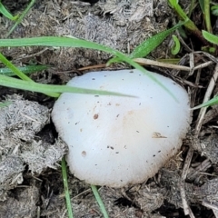 Volvopluteus gloiocephalus at Crace Grasslands - 3 Sep 2023