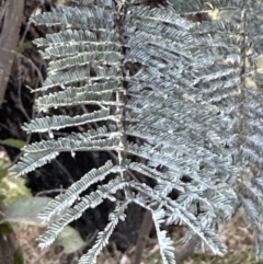 Acacia dealbata subsp. dealbata (Silver Wattle) at Aranda Bushland - 3 Sep 2023 by lbradley