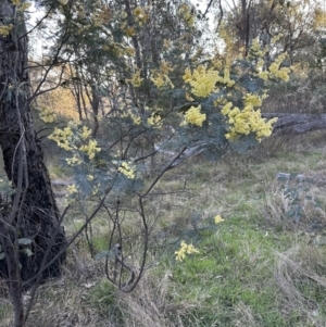 Acacia dealbata subsp. dealbata at Aranda, ACT - 3 Sep 2023
