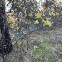 Acacia dealbata subsp. dealbata at Belconnen, ACT - 3 Sep 2023